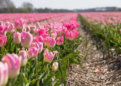 Fietscruise voorjaarstour tulpen en Nederlands erfgoed met De Nassau Trektocht Nederland