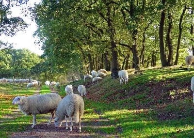 Fietsvakantie Hoge Veluwe Gelderland Nederland