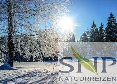 Hossa Sneeuwwandelen door de Finse taiga Kainuu Finland